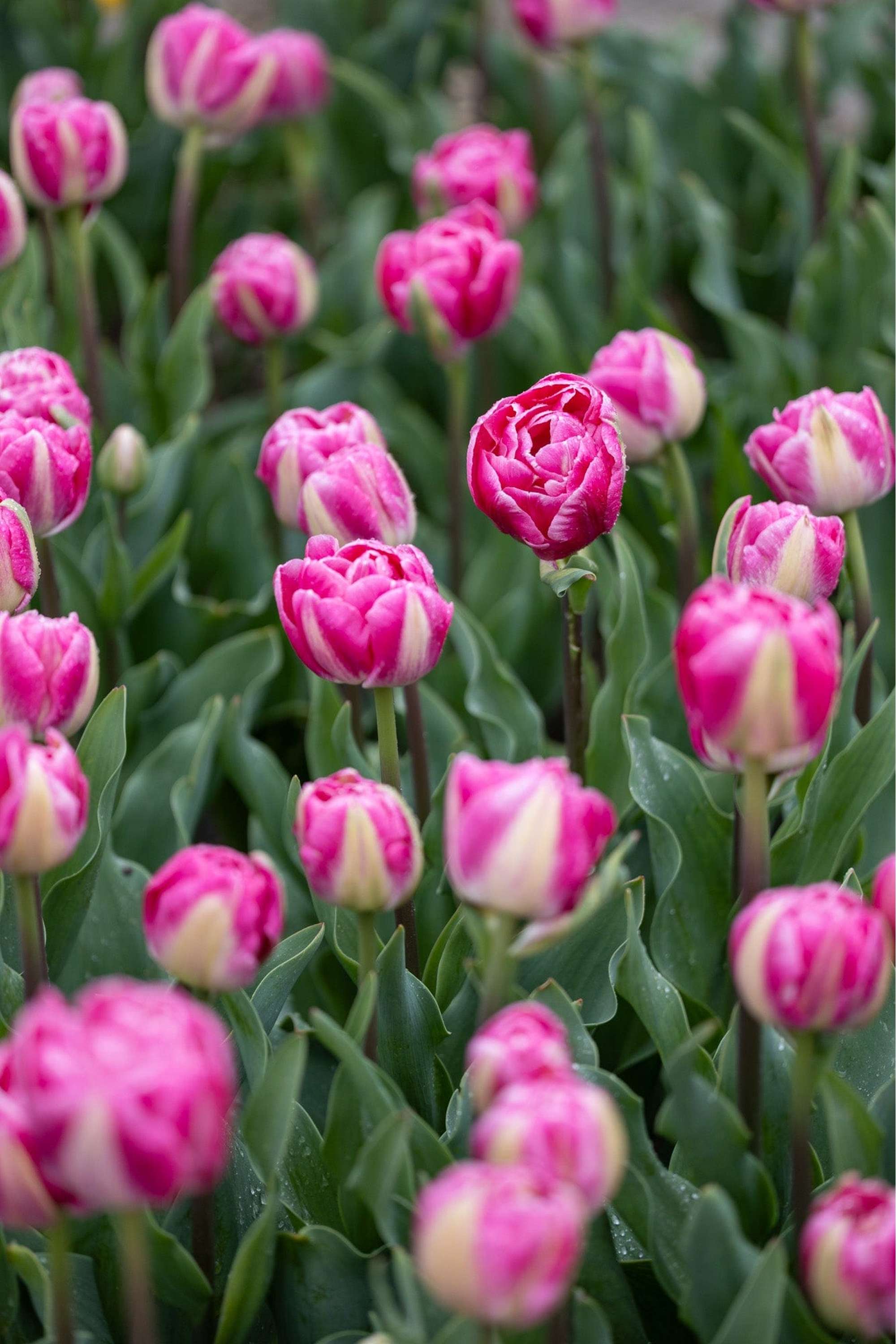 Tulpe 'Voque'